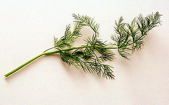 List of the best varieties of dill with a description and photo