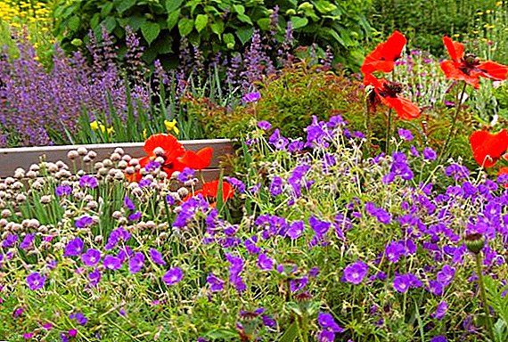 List of perennial flowers blooming from early spring to late autumn