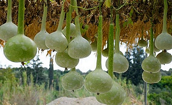 Seznam nejběžnějších odrůd lagenaria (jména a fotografie)