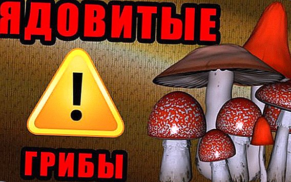 List of dangerous and poisonous mushrooms with a description and photo