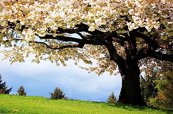قائمة الأشجار الزخرفية الشعبية للحديقة مع الوصف والصورة