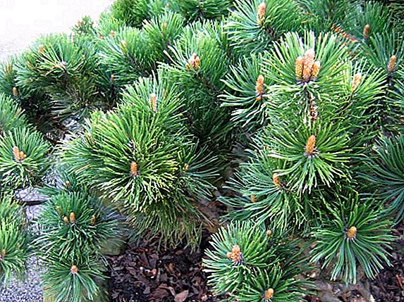 List of common varieties of mountain pine with a photo