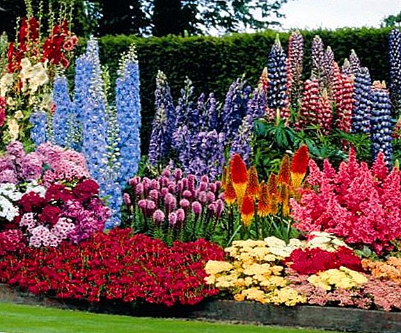 List of the most popular perennial flowers