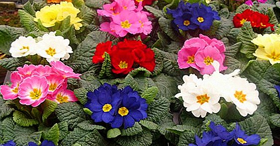 List of sections and varieties of primroses