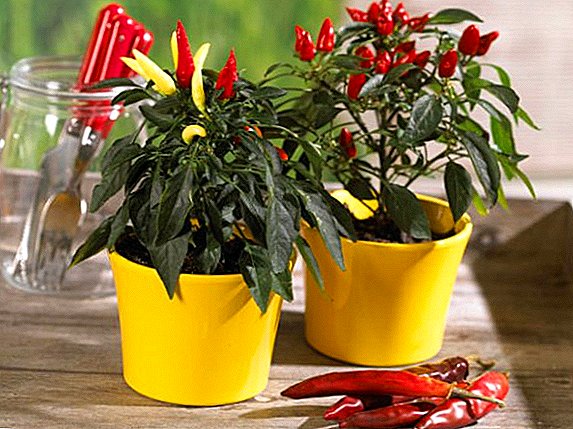 List of varieties of hot pepper for growing at home