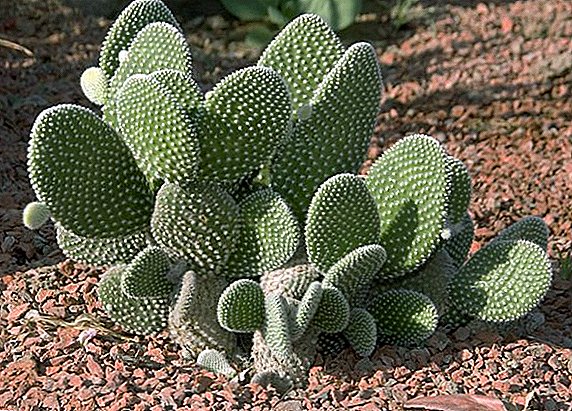 List of prickly pear species