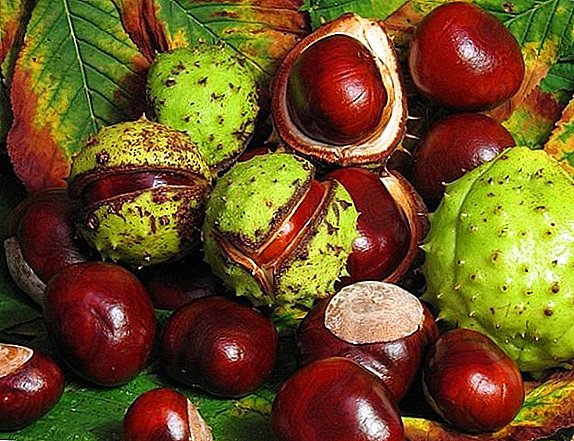 List of all types of chestnut