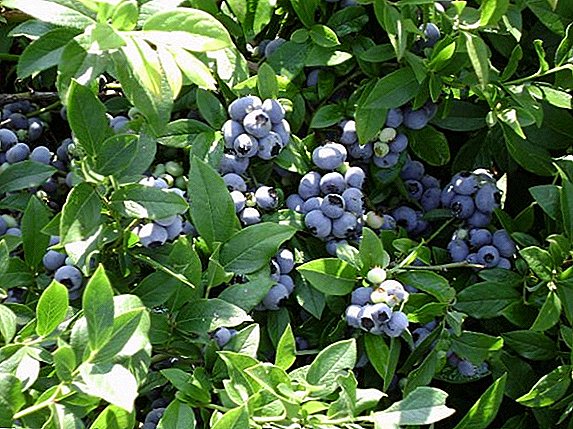 List of berry bushes for giving with a description (photo and name)