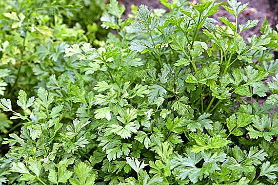 Ways to combat parsley disease and pests