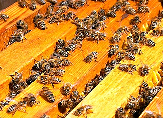 Metodes un aprīkojums bišu slaucīšanai