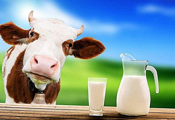 Processing methods and types of cow's milk