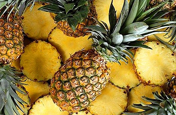 Pineapple breeding methods, how to plant pineapple in room conditions