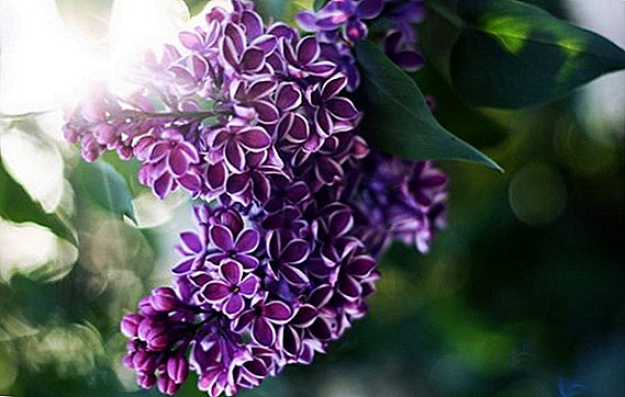 Methods of reproduction of lilac with a detailed description