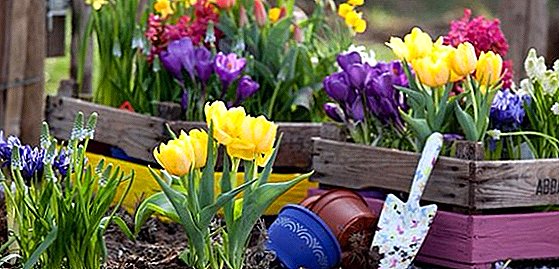 Methods of reproduction of tulips, tips on caring for spring flowers