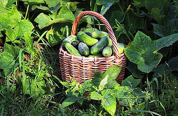 Manieren om komkommers te bewaren voor de winter: hoe komkommers vers te houden