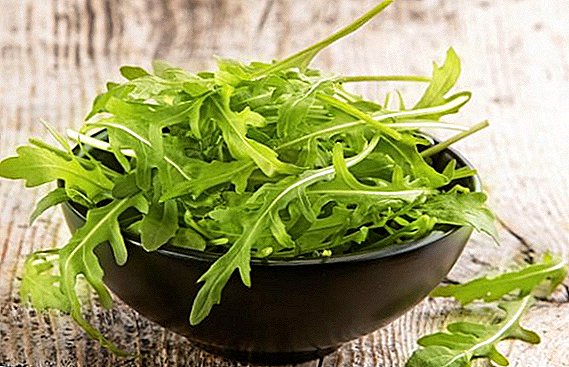 Ways to preserve arugula for the winter