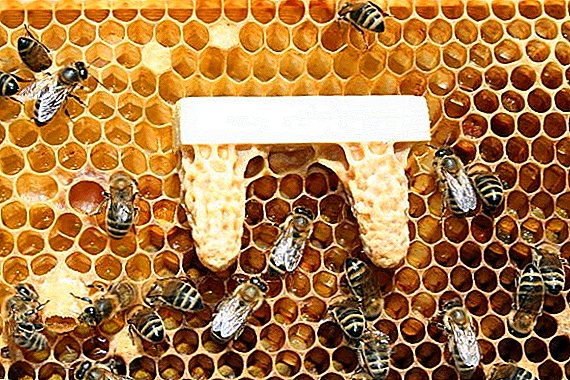 Maneras de incubar de abejas reinas.