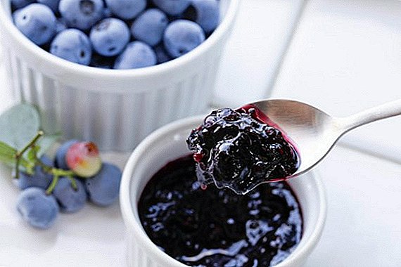 Cara memanen blueberry: apa yang bisa dibuat dari buah beri yang berguna untuk musim dingin