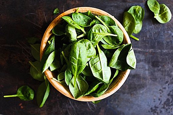 Methoden der Ernte von Spinat für den Winter