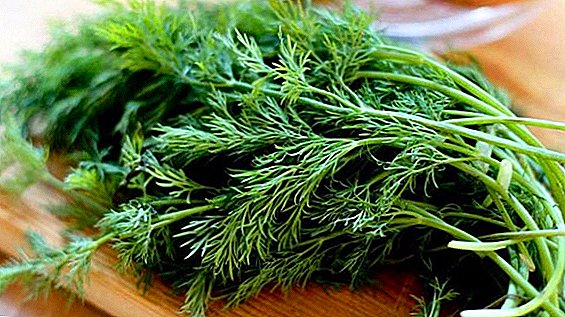 Ways of harvesting dill for the winter at home