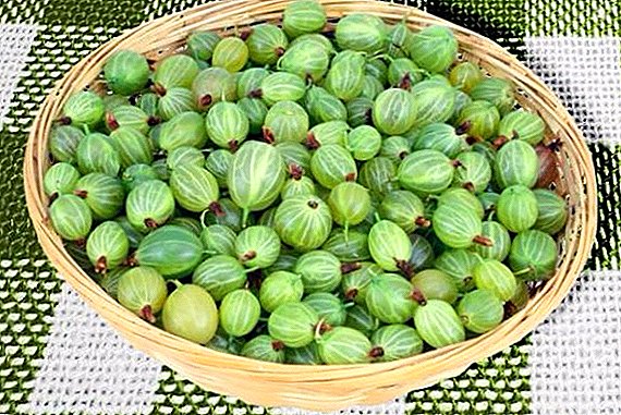 Ways to harvest gooseberries for the winter, popular recipes