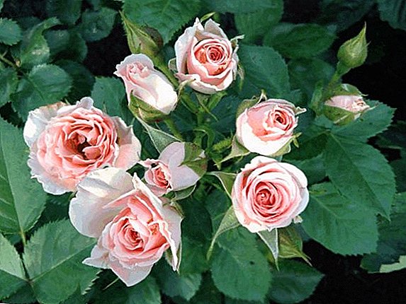 Spray trandafiri: soiuri cu fotografii și caracteristici de creștere