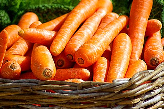 The demand for carrots in Russia is growing along with prices