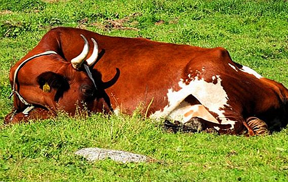 Spalna krava: kje spi in kako to počne