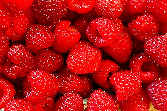Among the organic berries of Ukraine leads raspberry
