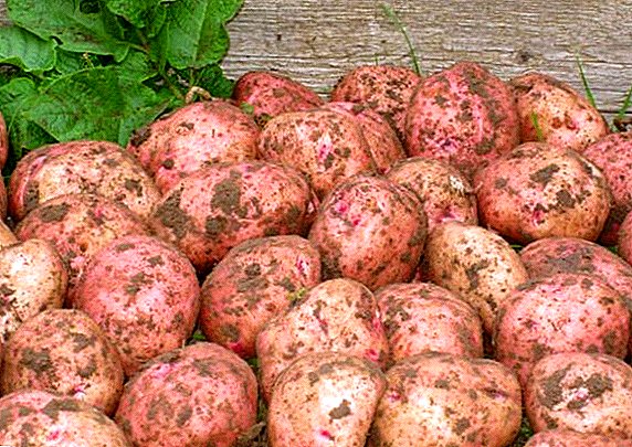Middle-early potato variety Ilinsky