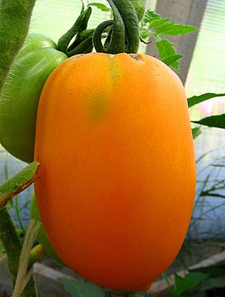 Sredneranny augstas kvalitātes tomātu Sibīrijas atlasē Olesya