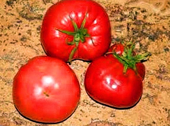 Middelgrote variëteit tomaten voor open grond "Honing"