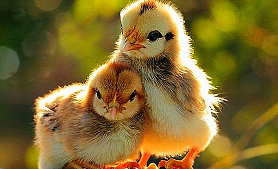 Bermakna untuk melawan jangkitan pada ayam: Trisulfon, Eymetherm - gunakan