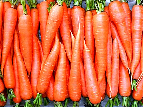 Means and ways to combat carrot pests