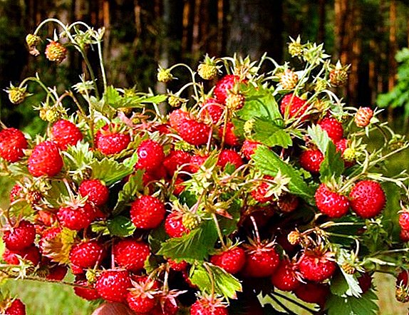 Means and ways to combat pests of strawberries