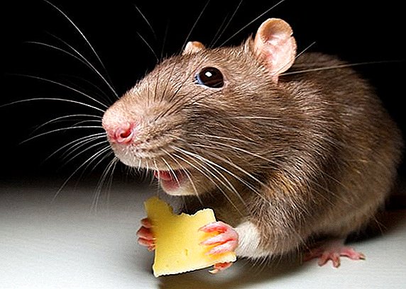 أموال من الفئران في البلاد ، وكيفية التعامل مع الآفات