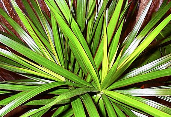 Terms and features of watering dracaena