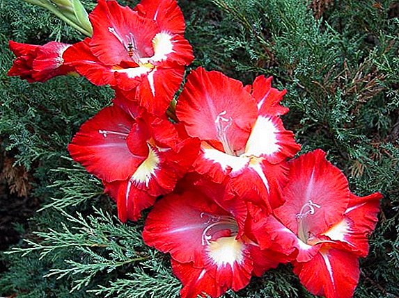 Terms and rules for planting gladioli in open ground