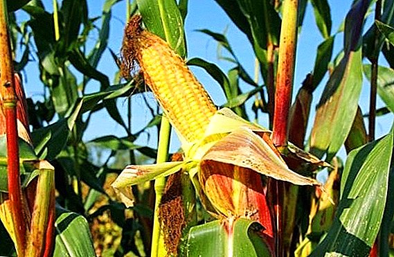 Términos y métodos de recolección del maíz.