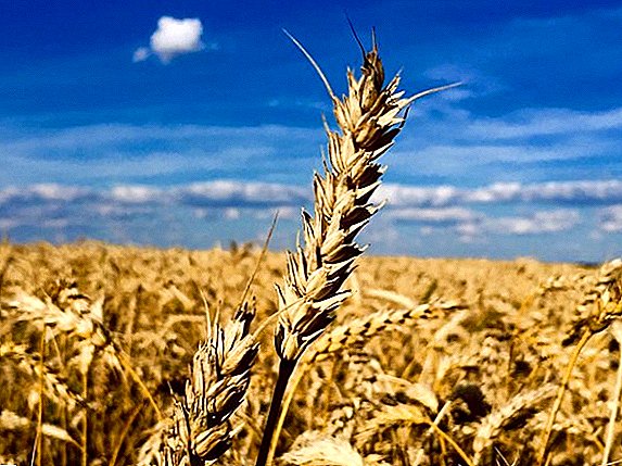 USA bereit, die Lieferung von ukrainischem Bio-Weizen auszuhandeln