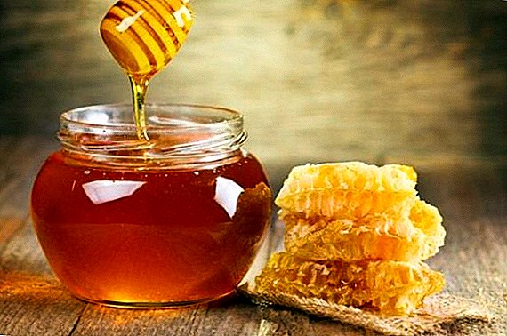 The USA became one of the main honey importing countries from Ukraine