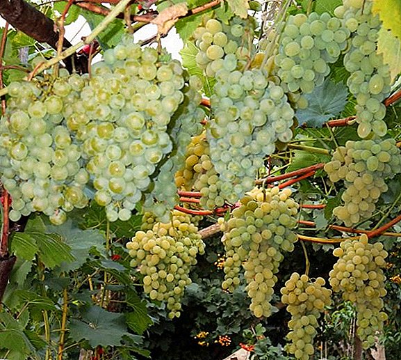 Stabiilne ja tagasihoidlik: Valge Miracle viinamarjasort