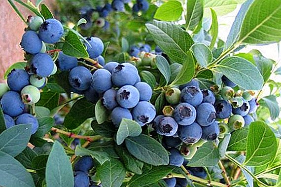 Stabilitas Tanaman Blueberry: Kami Menanam Blueukrop