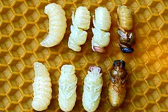 Stages of development of bee larvae