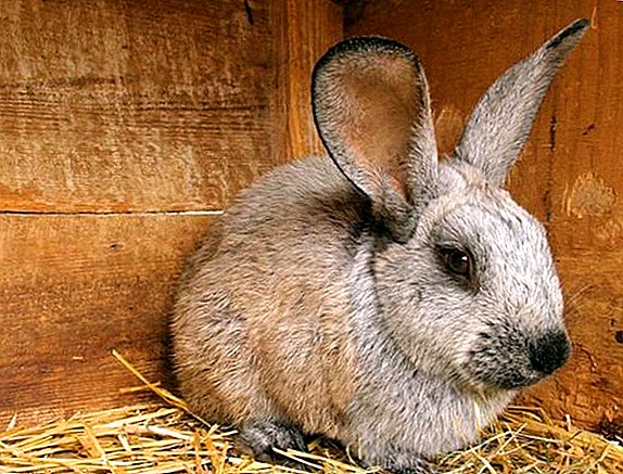 Staphylokokken bei Kaninchen: Was ist, wie manifestiert, wie zu behandeln