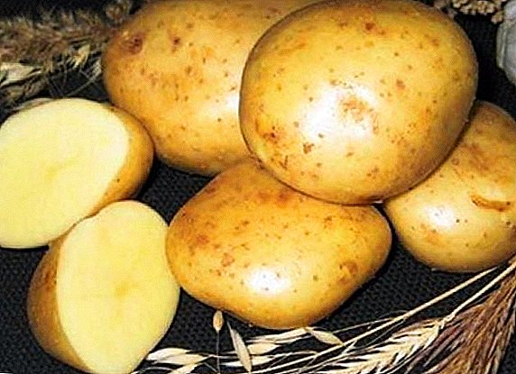 Oldest variety: Lorch potato