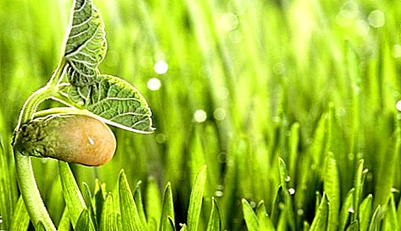Estimulante del crecimiento de plantas "Etamon": instrucciones de uso