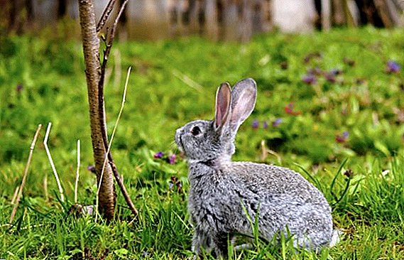 Чи варто давати кролику вишневі гілки?