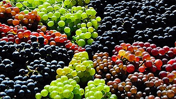Tabel, technische, zachtzadige variëteiten van druiven selectie Krasokhina