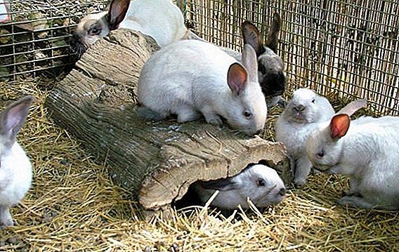 Stomatita (mușchi umed) la iepuri: cum și ce să tratăm